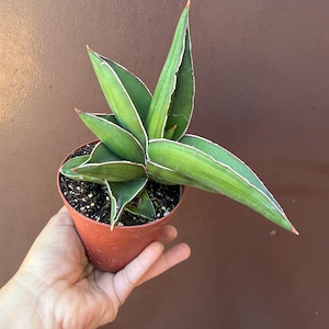 May include: A potted Sansevieria plant, also known as a snake plant, with green leaves edged in white and tipped with red. The plant is in a small, brown plastic pot, held by a hand against a brown background. The plant's leaves are long and pointed.