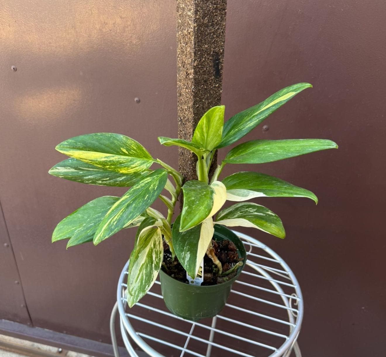 most expensive philodendron Philodendron Jose Buono variegata XL main image 0