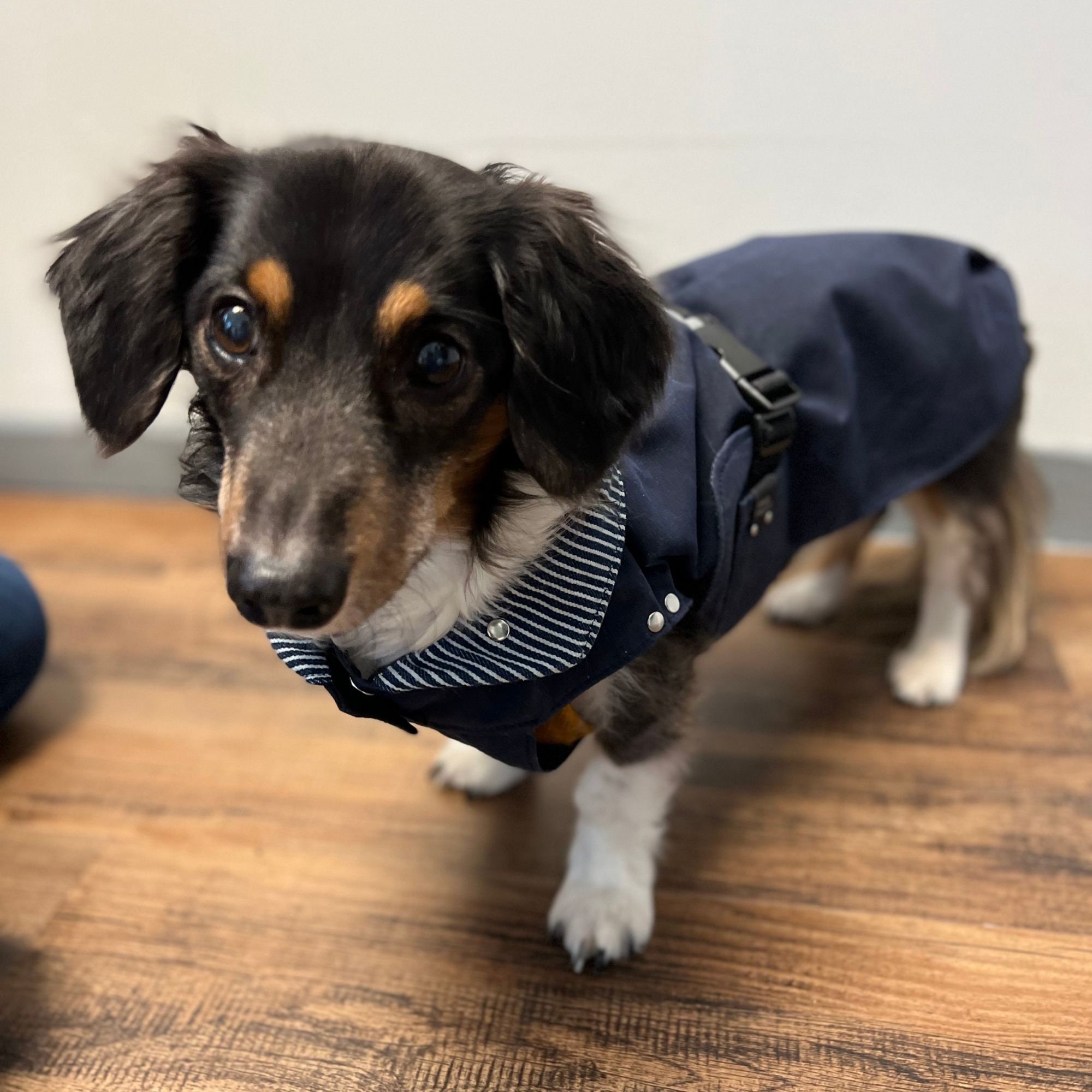 Dog Barbour Jacket - Etsy