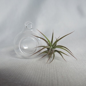 May include: A clear glass terrarium with a round body and a loop for hanging. A small air plant with green and reddish-brown leaves sits next to the terrarium. The background is a soft, white fabric.