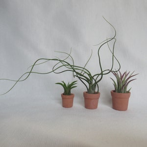 May include: Three small potted air plants. The plants have green and reddish-purple leaves and long, curly stems. The pots are made of terracotta and are arranged in a row against a white background. The plants vary in size.