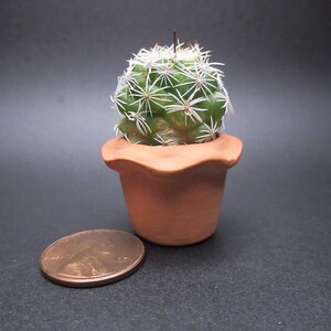 May include: A small, green cactus with white spines sits in a terracotta pot. A penny is next to the pot for size comparison. The cactus has a single, dark brown spine in the center.