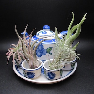 May include: A decorative ceramic tea set with a blue and white blueberry design. The set includes a teapot, a serving tray, and four small cups, each holding air plants. The air plants have green, pink, and gray foliage.
