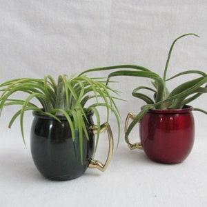 May include: Two small, decorative planters, one dark green and one red, each with a gold-colored handle. Each planter holds a green air plant. The planters are on a white background.