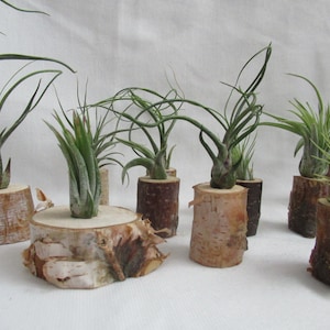 May include: A collection of air plants displayed in small, natural birch wood planters. The air plants have long, green, slender leaves. The birch wood planters vary in size and shape, showcasing the natural wood grain.