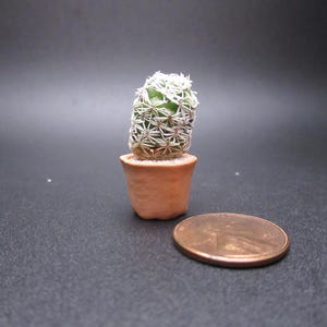 May include: A small cactus in a terracotta pot, with a penny for scale. The cactus is green with white spines and a fuzzy top. The pot is a light brown color, and the penny is copper-colored.