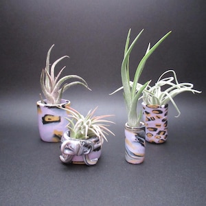 May include: Four small, decorative ceramic pots with air plants. The pots are in shades of lavender, black, and gold, with a marbled or animal print design. The air plants have green and silver-toned leaves, creating a natural contrast.