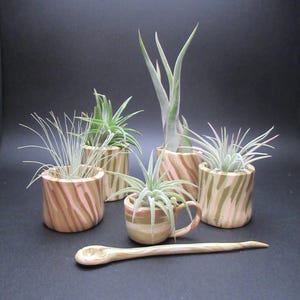 May include: A collection of small air plants in decorative ceramic pots with a zebra stripe pattern in shades of brown and tan. A small wooden spoon is in the foreground. The plants have various green and pink hues.