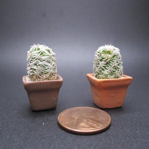 May include: Two small cacti in terracotta pots, next to a penny. The cacti have green bodies with white star-shaped spines. The pots are square and brown. The penny is copper-colored.