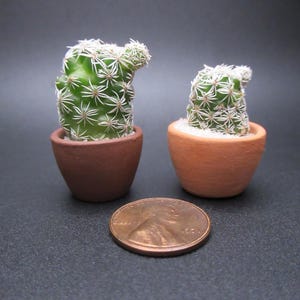 May include: Two small green cacti with white spines in terracotta pots. A copper penny is placed in front of the cacti for size comparison. The cacti are on a dark gray surface.