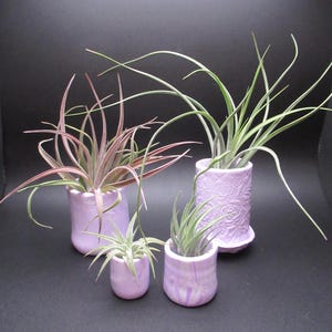 May include: Four small, lavender ceramic planters with air plants. The planters vary in size and shape, with one featuring a floral pattern. The air plants have green and reddish-purple leaves, set against a dark background.