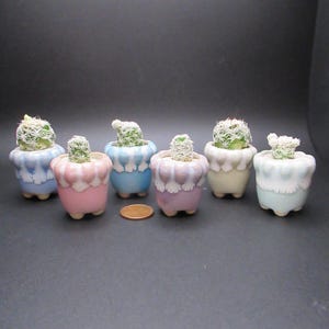 May include: A collection of six small, potted cacti. The ceramic pots are pastel colors, including pink, blue, and lavender, with a scalloped rim design. The cacti are green with white spines, and a penny is next to the pots.
