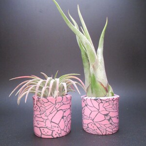May include: Two small, cylindrical planters with air plants. The planters are a vibrant pink with a black, abstract pattern. One planter holds a plant with green and pink leaves, while the other has a taller plant with green leaves.