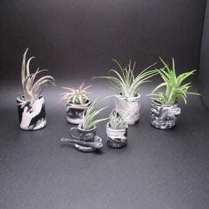 May include: A collection of small air plants in decorative pots. The pots have a marbled black and white design, and some have a textured, gray appearance. The plants vary in size and color, with green and pinkish-red leaves.