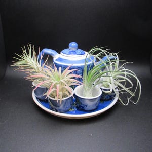 May include: A blue and white porcelain teapot and matching teacups arranged on a round tray. The teacups hold air plants with green and pink foliage. The teapot and cups have a floral design.