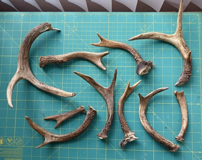 10 Whitetail Deer Antler Sheds / Cutoffs Etsy