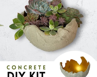 May include: A concrete DIY kit featuring a textured, light gray planter filled with various succulents in shades of green, purple, and blue-green. The image also shows a smaller, gold-lined concrete bowl.