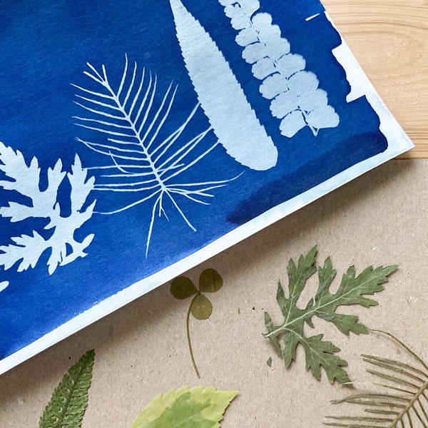 Vollständiges DIY-Cyanotypie-Kit für Sonnendrucke - enthält vorgefertigtes Papier und getrocknete Pflanzen. Nur Sonne und Wasser hinzufügen.