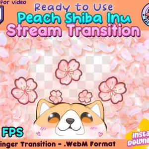 May include: A peach Shiba Inu with pink cherry blossoms falling around it. The text "Ready to Use Peach Shiba Inu Stream Transition" is at the top of the image. The text "60 FPS x1 Stinger Transition - .WebM Format" is at the bottom of the image.