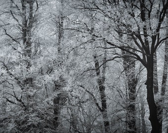 England's Winter Whisper: Frost-Gilded Trees Stand Silent in Snow, a Monochrome Forest Dream Print/Canvas/Acrylic/Metal