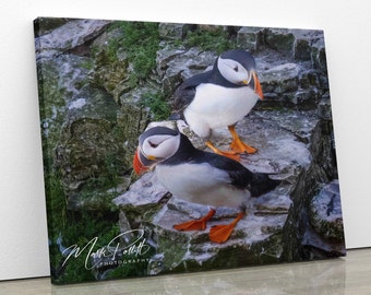 Pair of Puffin,s,  Fine Art Print Travel Photography, Mark Polltt Photography, Print or Canvas