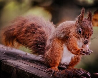 Red Squirrel in native habitat with thick, full, beautiful winter fur and bushy tail Print/Canvas/Acrylic/Metal - Mark Pollitt