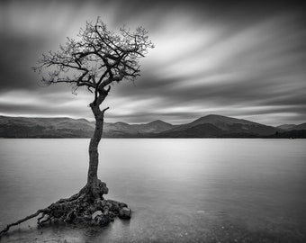 Loch Lomond Lone Tree Black and White, Scotland Ready to Hang Canvas or Print by Master Of Photography