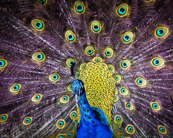 Peacock Canvas, Acrylic, Metal or Print Master Of Photography