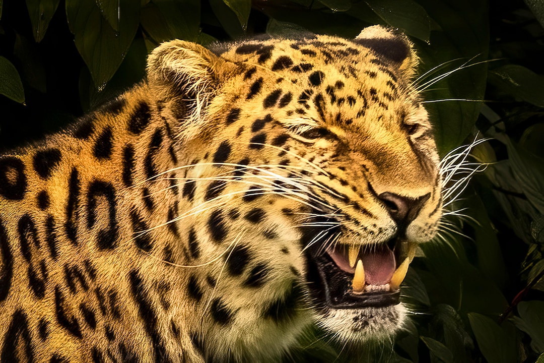 Leopard, Print/canvas/acrylic/aluminum - Etsy