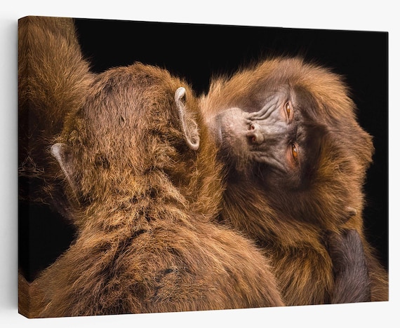 Pair of Monkeys Cute Monkey Funny Monkey Print or Canvas - Etsy Pair of Monkeys Cute Monkey Funny Monkey Print or Canvas - Etsy