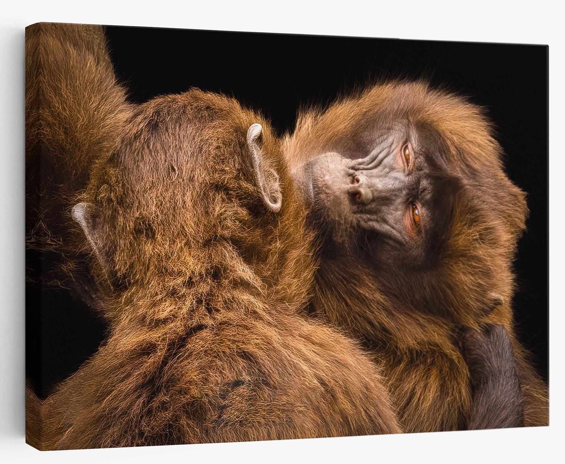 Pair Of Monkeys | Cute Monkey | Funny Monkey| Print or Canvas Pair Of Monkeys | Cute Monkey | Funny Monkey| Print or Canvas