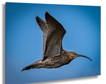 Curlew in Flight Fine Art Print: British Coastal Bird Photography