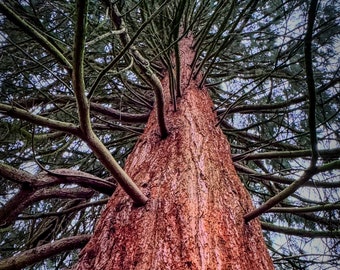 Inside The Giant Redwood Tree, Print/Canvas/Acrylic/Metal