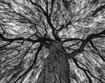 Inside the Weeping Willow Tree Mendous Wall Art Canvas or Print - Portrait or Landscape - Beautiful Tall Abstract British B&W Night Photo
