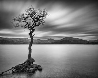 Loch Lomond Scotland Print, Black and White Lone Tree Canvas