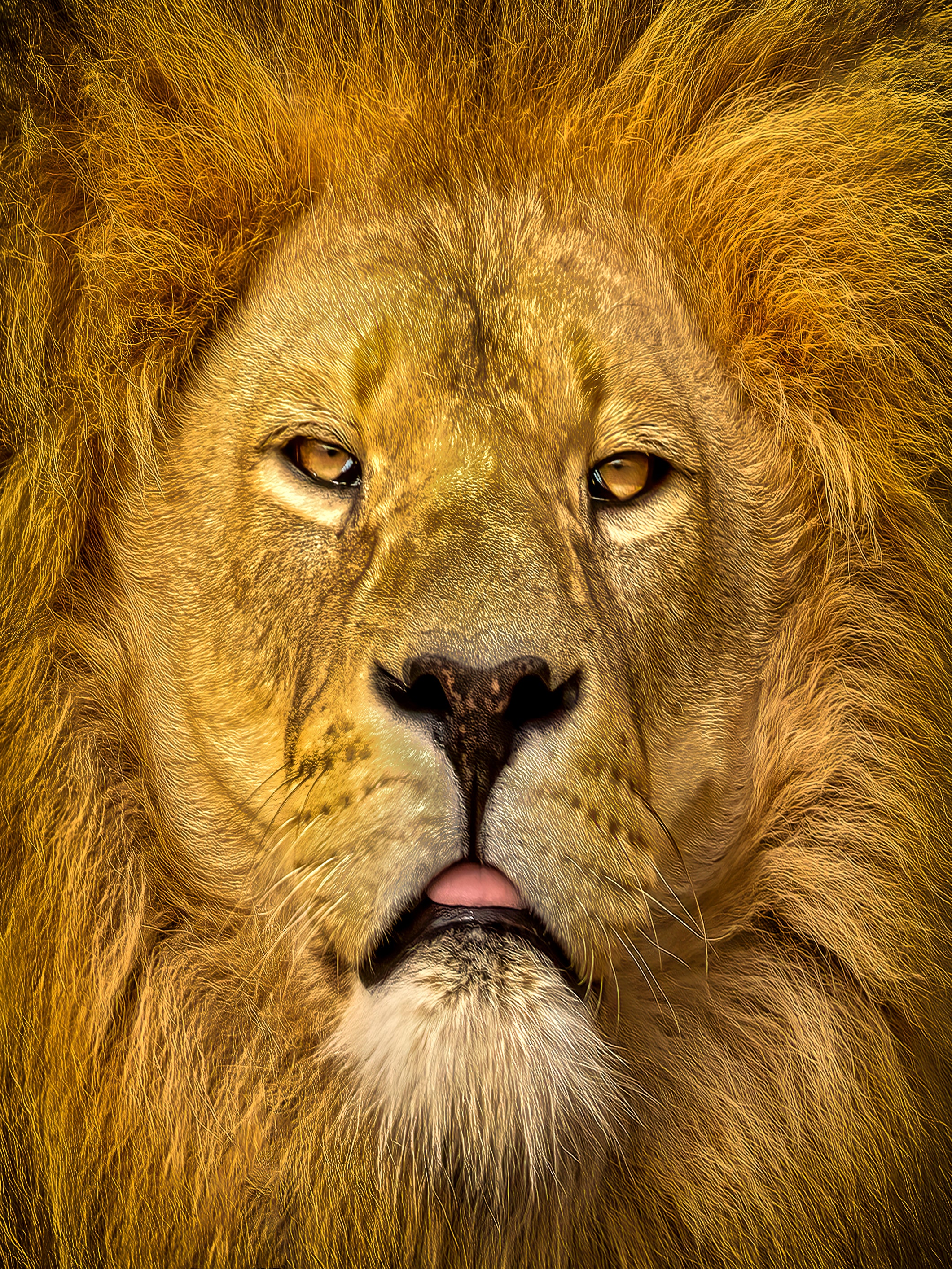 Lion Canvas Lion Wall Art Lion Decor Lion Print Ready to Hang Christmas Gift Master Of Photography Lion Canvas Lion Wall Art Lion Decor Lion Print Ready to Hang Christmas Gift Master Of Photography