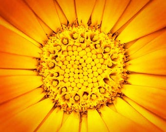 Happiness - Macro Abstract Flower Print or Canvas - Mark Pollitt Photograph -