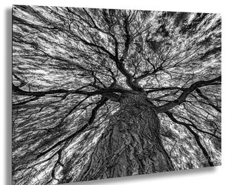 Weeping Willow Tree Print: Black and White Fine Art Photography