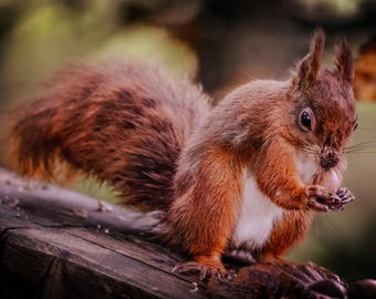 Red Squirrel Winter Fur Photo, Wildlife Art Print