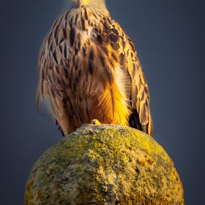 Red Kite on top of the world watching, one of Britain&#39;s most magnificent birds of prey forked tail red-brown body Print/Canvas/Acrylic/Metal