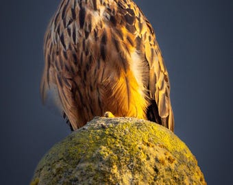 Red Kite Bird of Prey Art Print, Canvas, Metal