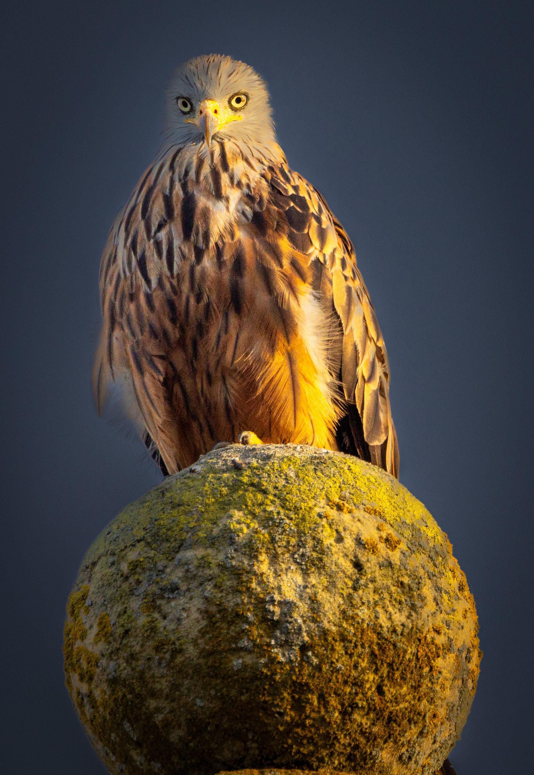 Red Kite Bird of Prey Art Print, Canvas, Metal - Etsy