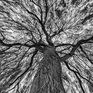 Inuti den gråtande pilen - Direktnedladdning inkluderar 5 filstorlekar