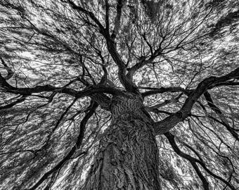 Inside The Weeping Willow Tree - Instant Download includes 5 file Sizes