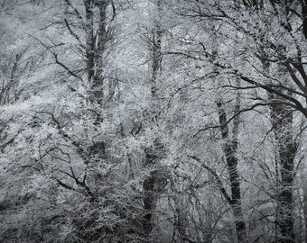 Frost Gilded Trees Print: Monochrome Winter Forest