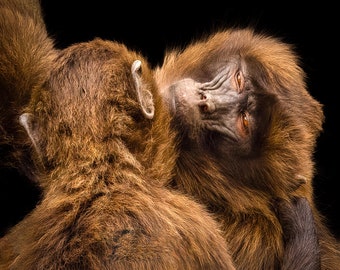 Pair Of Monkeys | Cute Monkey | Funny Monkey| Print or Canvas