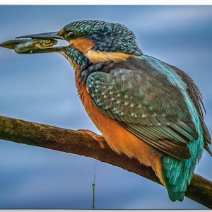 Kingfisher Canvas Print Mark Pollitt Master Of Photography