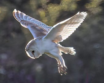 Barn Own in Flight , one of Britain's most magnificent birds Print/Canvas/Acrylic/Metal