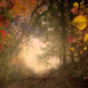 70 Autumn Photo Overlays With Two Digital Backgrounds Included Autumn ...