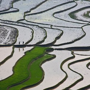 May include: Aerial view of a rice paddy field with water reflecting the sky. The field is divided into many terraces, creating a pattern of curved lines. Some of the terraces are green, while others are filled with water.